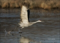 Sandhill-Crane;Crane;Flight;Grus-canadensis;flying-bird;one-animal;close-up;colo